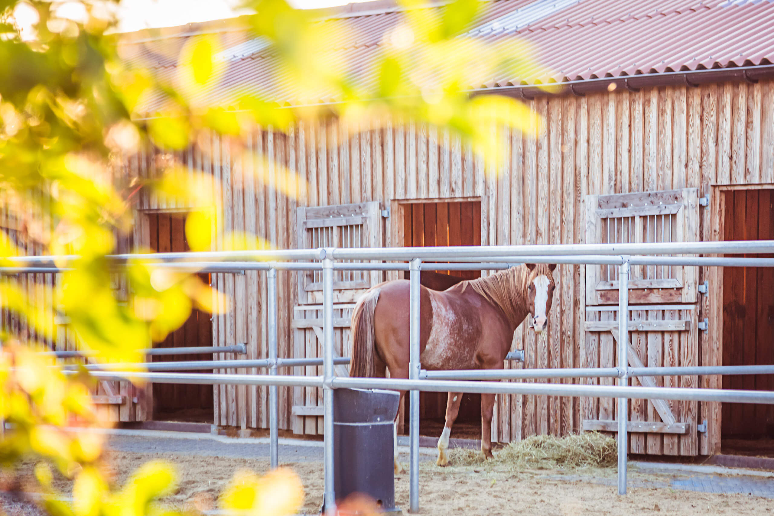 Pferd auf dem Paddock einer Paddockbox